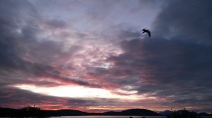 Måse mot himmel, 25.5.2015